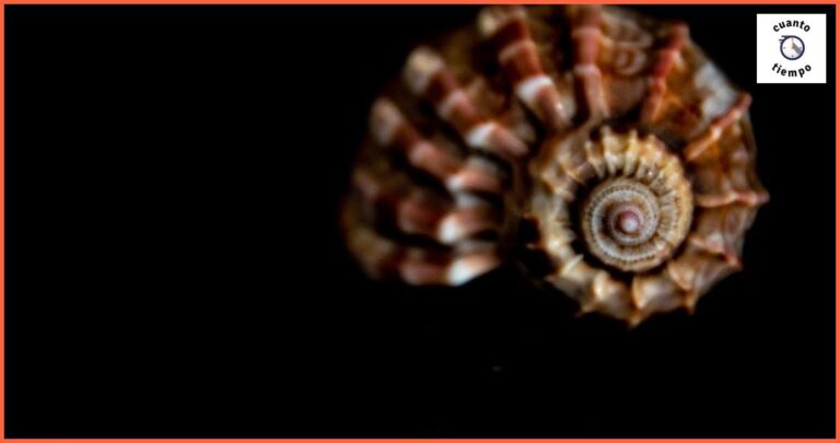 Cocción de bígaros: ¡Saca lo mejor de tu marisco! Cocción de bígaros: ¡Saca lo mejor de tu marisco!