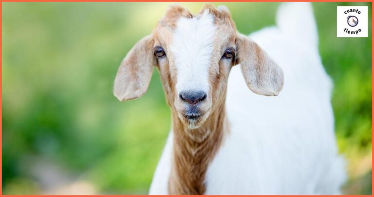 Cuánto tiempo puede durar un ataque de gota Cuánto tiempo puede durar un ataque de gota