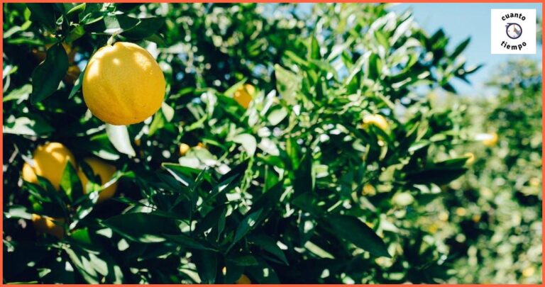 Cuánto tiempo tarda un limonero en dar limones: Todo lo que necesitas saber Cuánto tiempo tarda un limonero en dar limones: Todo lo que necesitas saber