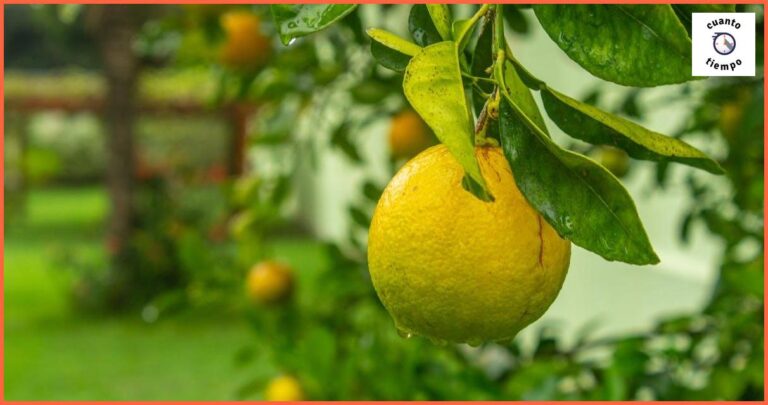 Cuánto tiempo tarda un limonero en dar limones: Todo lo que necesitas saber Cuánto tiempo tarda un limonero en dar limones: Todo lo que necesitas saber