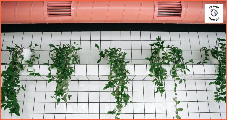 Cuánto tiempo ventilar la casa por fuga de gas: consejos y precauciones