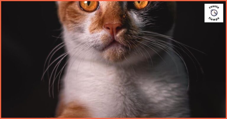 En cuanto tiempo muere un gato envenenado: todo lo que necesitas saber