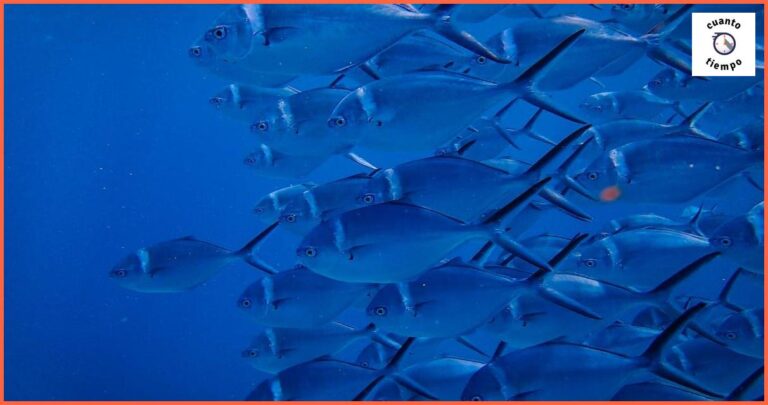 Guía completa sobre cuanto tiempo deben estar los boquerones en vinagre Guía completa sobre cuanto tiempo deben estar los boquerones en vinagre