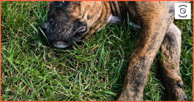 Librela perros cada cuanto tiempo: Guía completa para su uso Librela perros cada cuanto tiempo: Guía completa para su uso