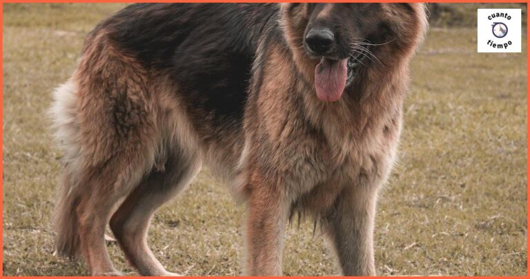 Librela perros cada cuanto tiempo: Guía completa para su uso Librela perros cada cuanto tiempo: Guía completa para su uso