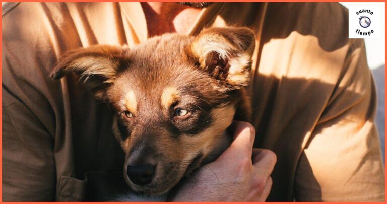 Cómo cuidar y alimentar a tu perro correctamente